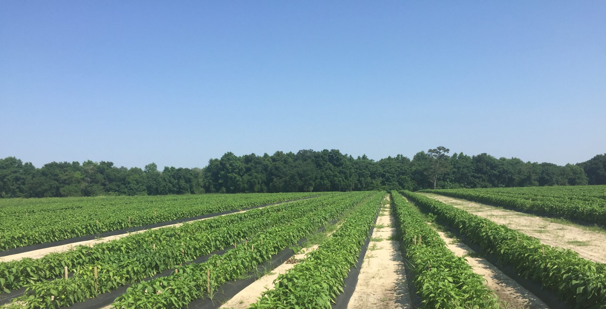 about-us-southeast-regional-cooperative